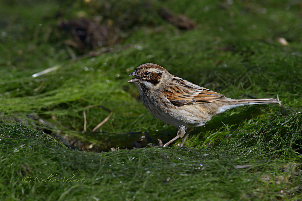 Migliarino di palude