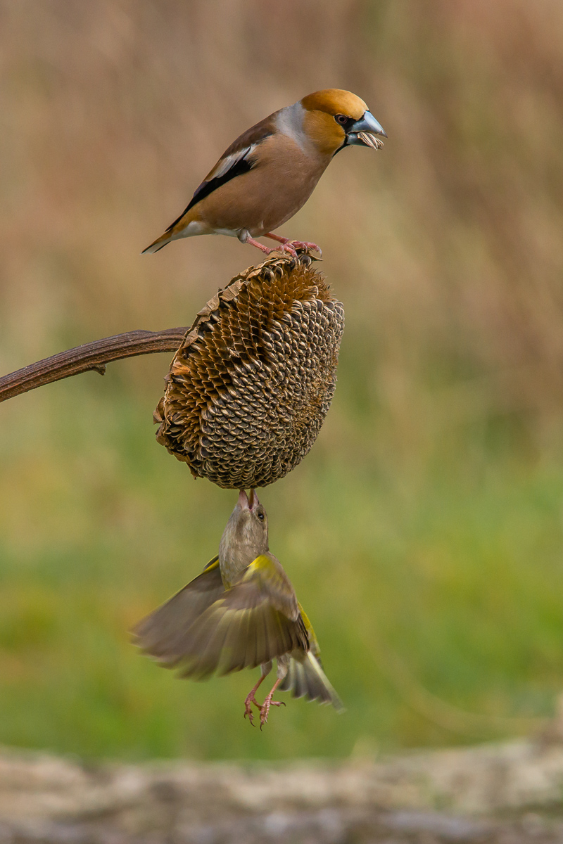Verdone VS Hawfinch 01