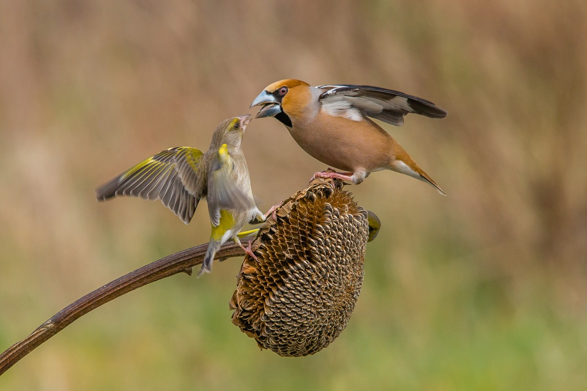 Verdone VS Hawfinch 02