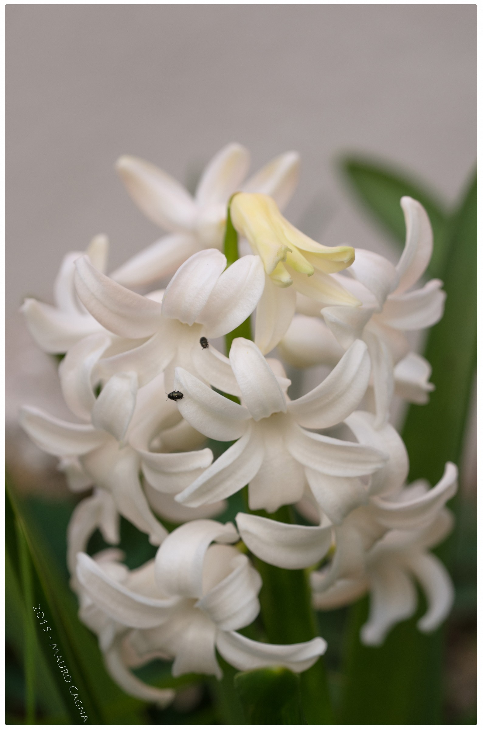 Hyacinths