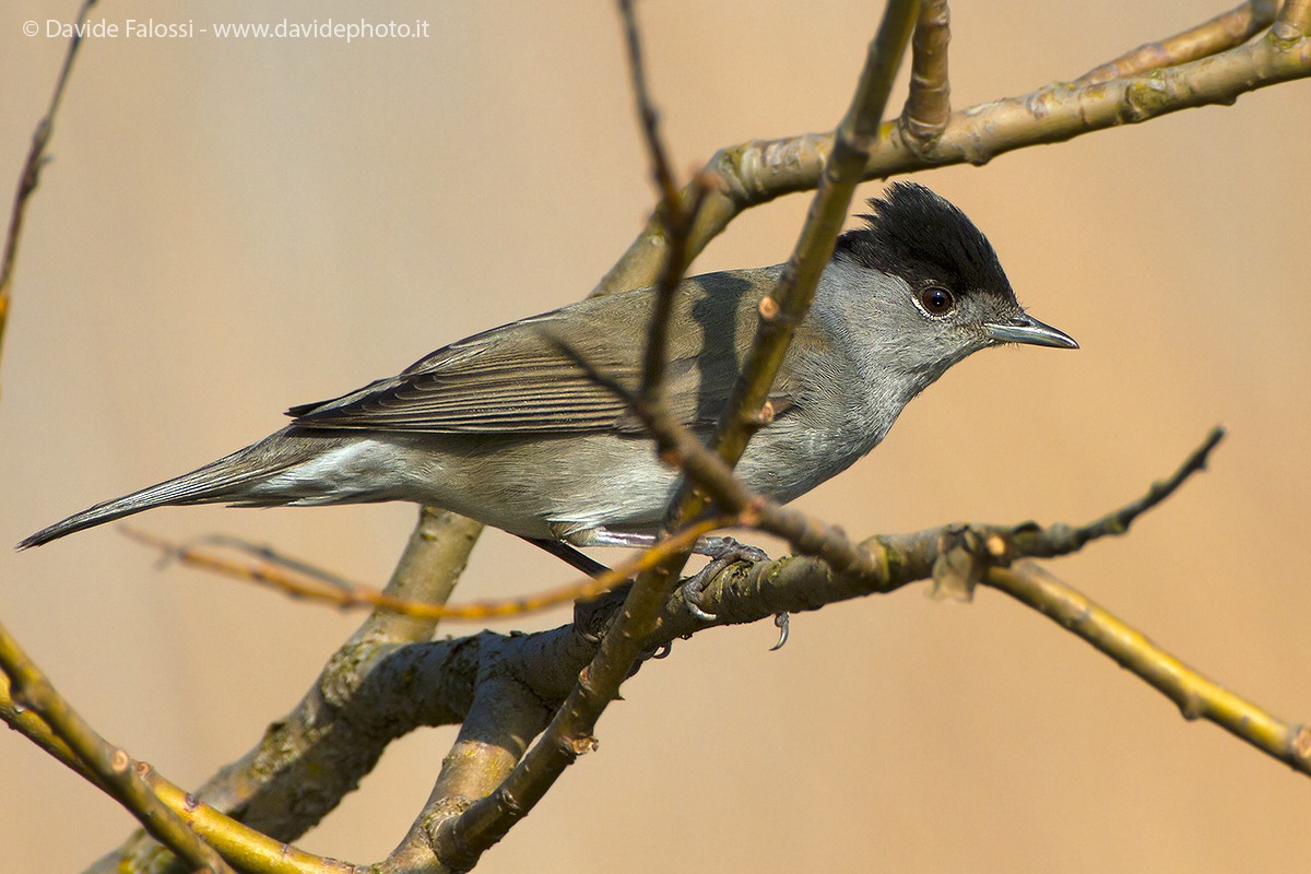Blackcap