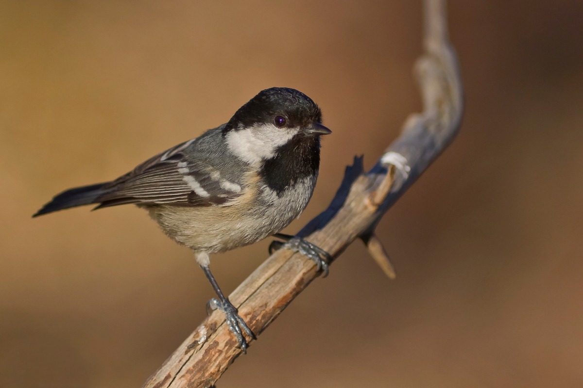 Cincia mora ( Parus Ater )