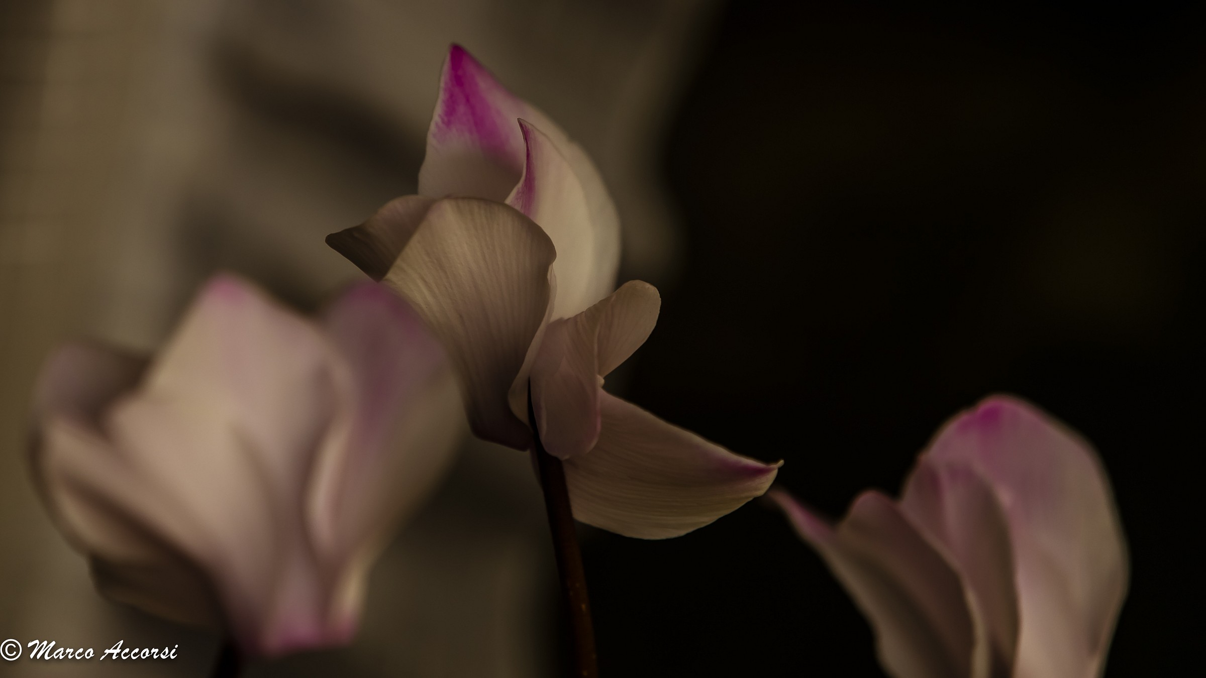 Aspettando la Primavera