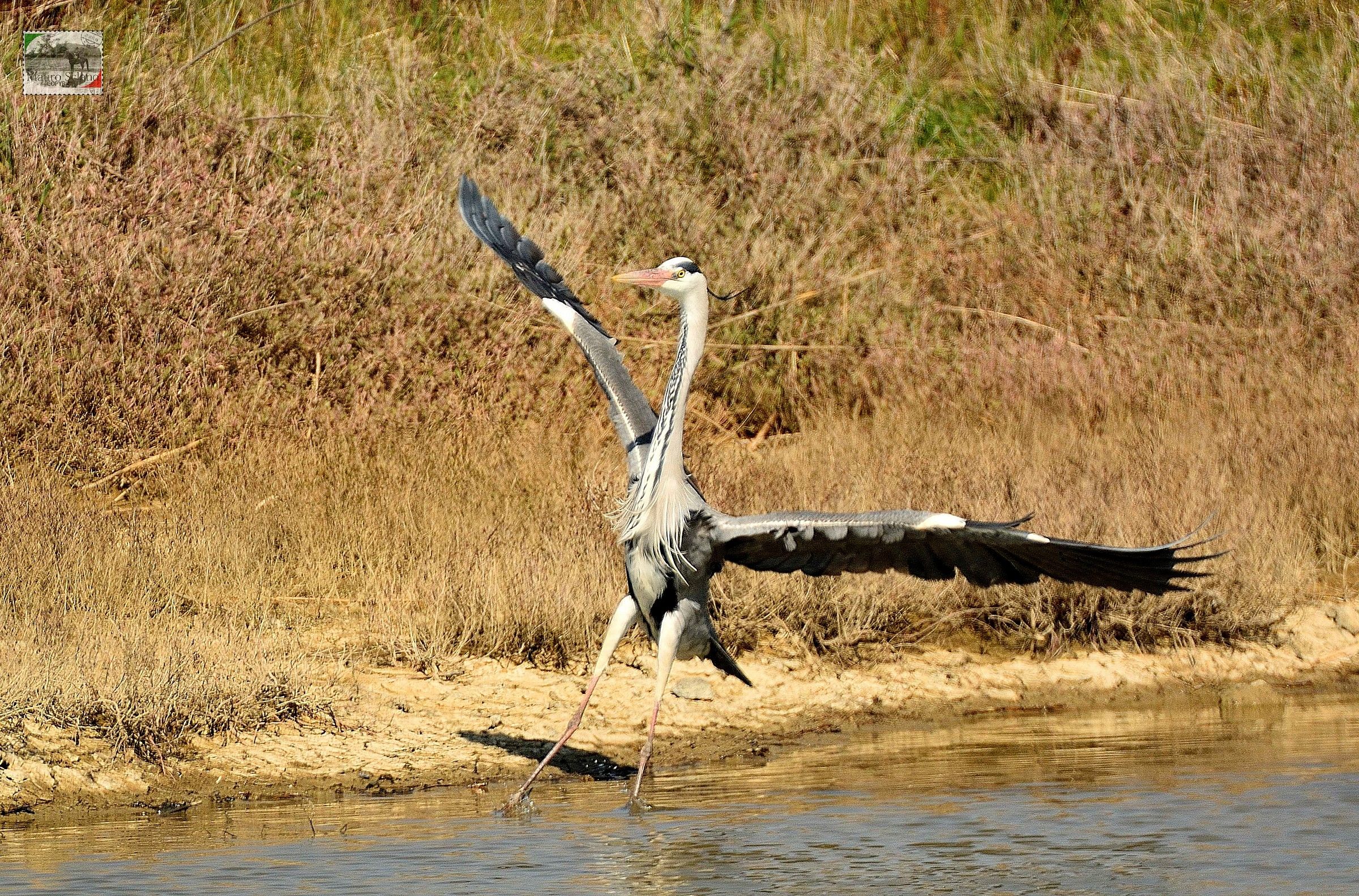 Cenerino in atterraggio