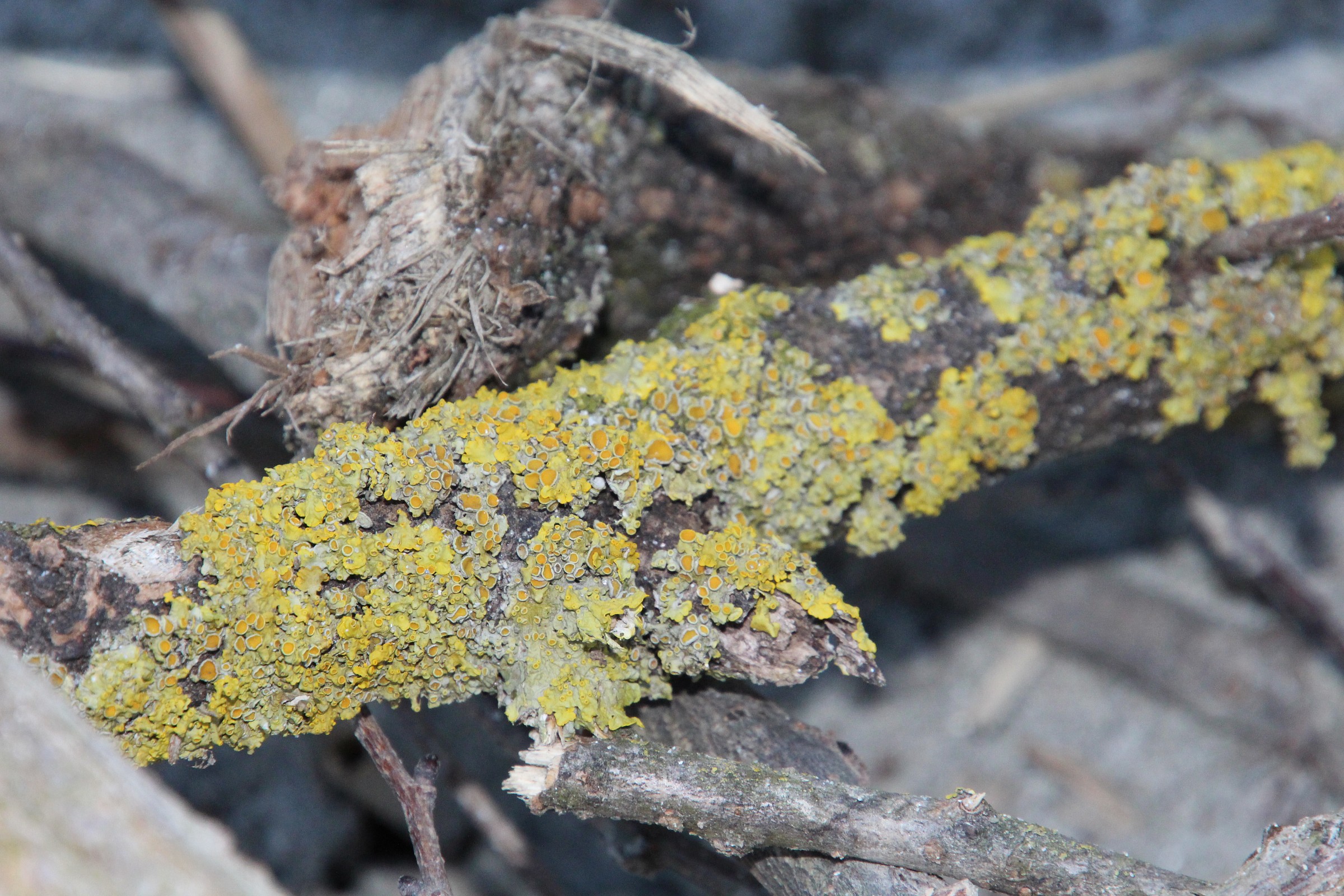 lichens