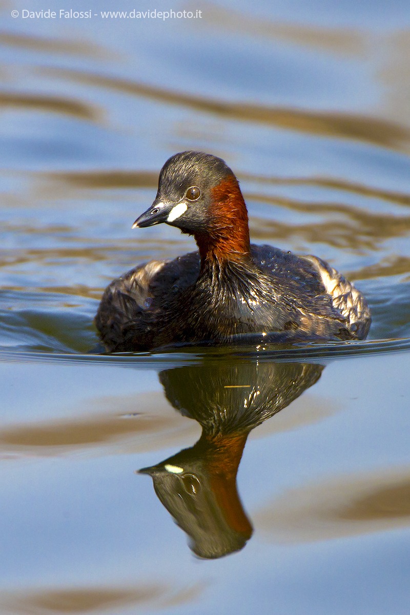 Little Grebe