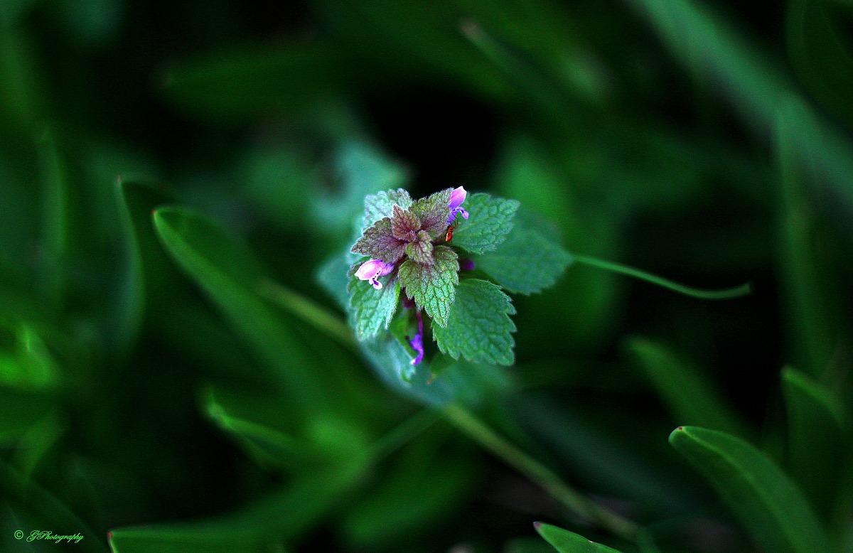Lamium