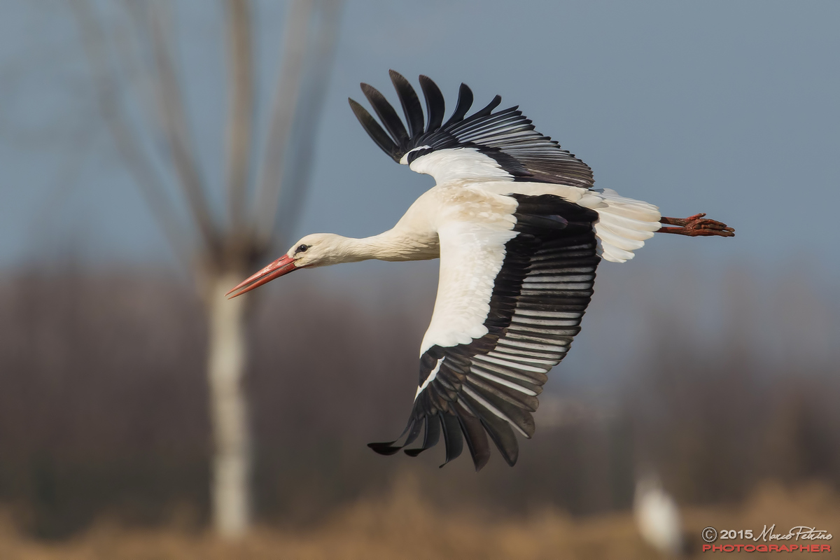 Stork (Ciconia ciconia)