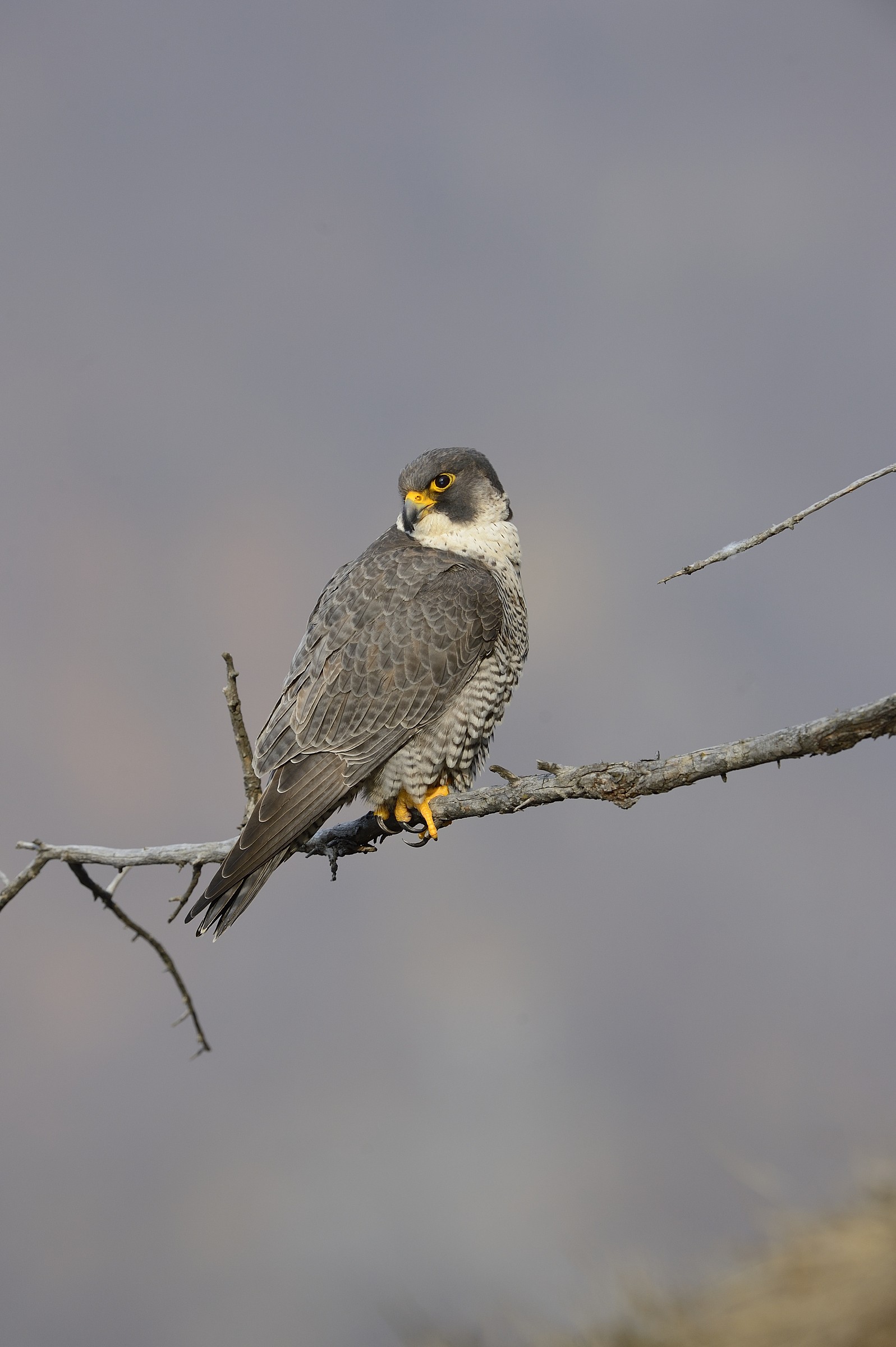 peregrine falcon