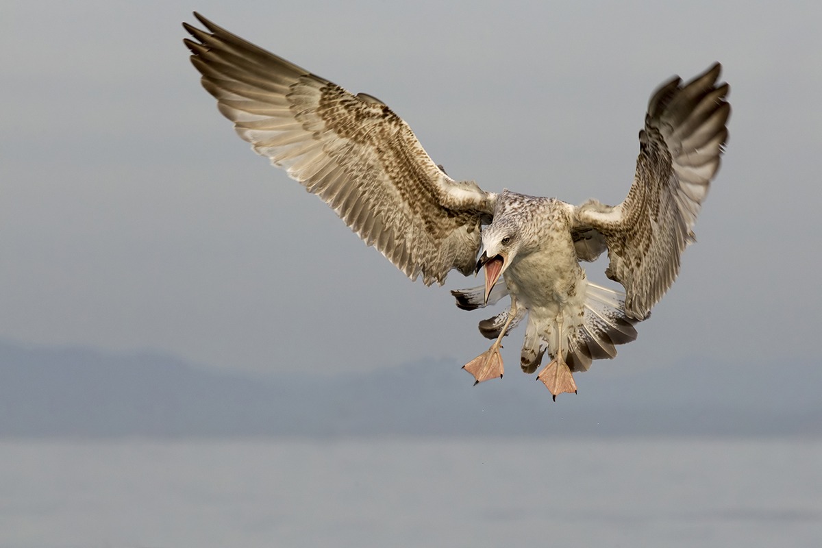 Giovane Gabbiano reale