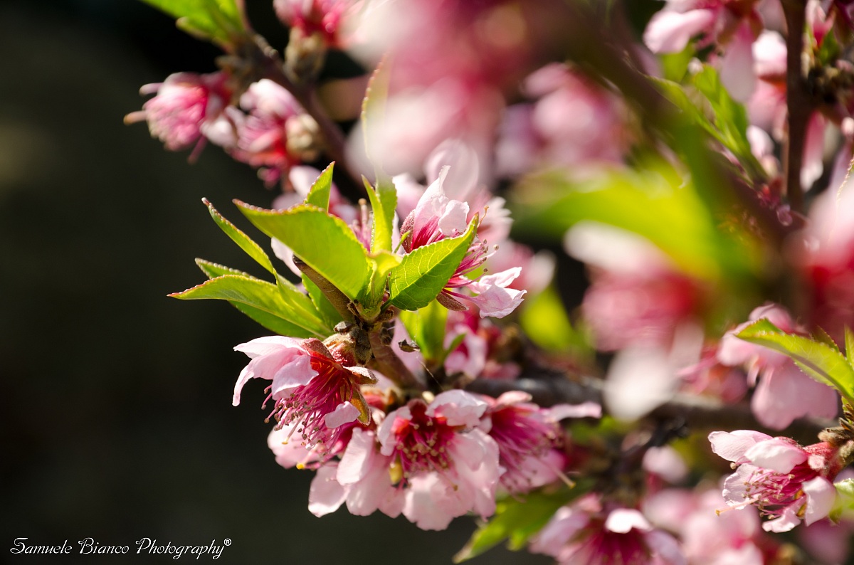Peach blossoms