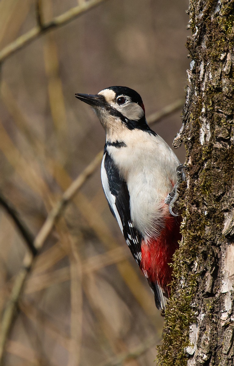 Picchio rosso maggiore