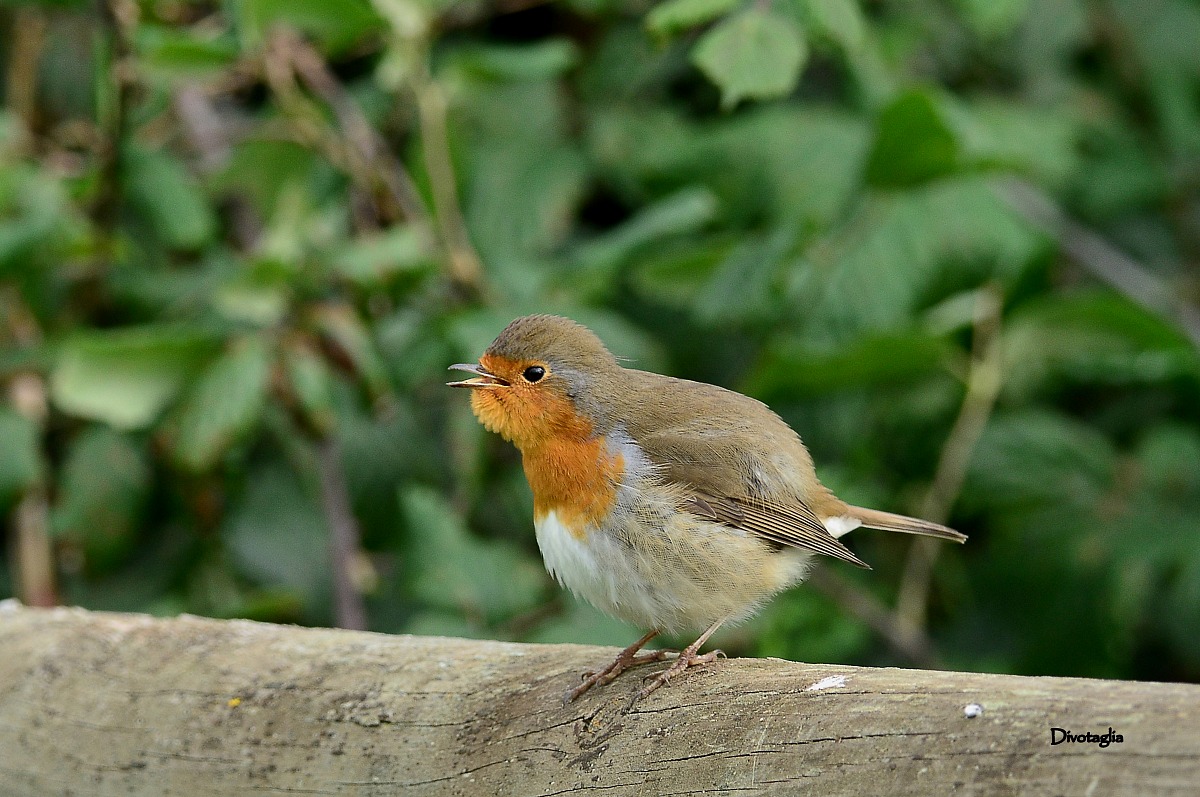 Robin singing