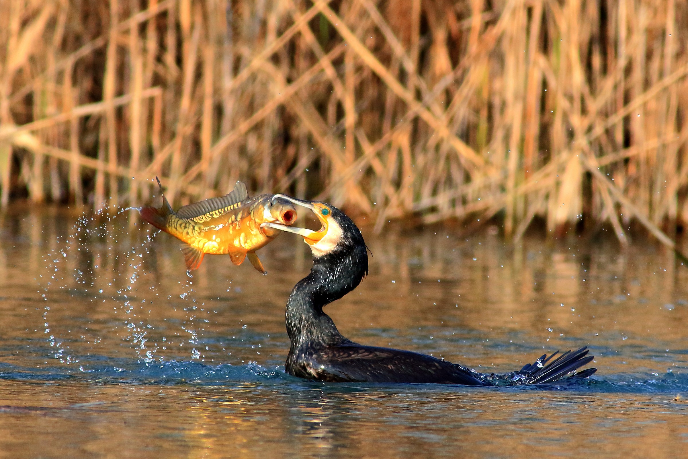 il pranzo e' servito