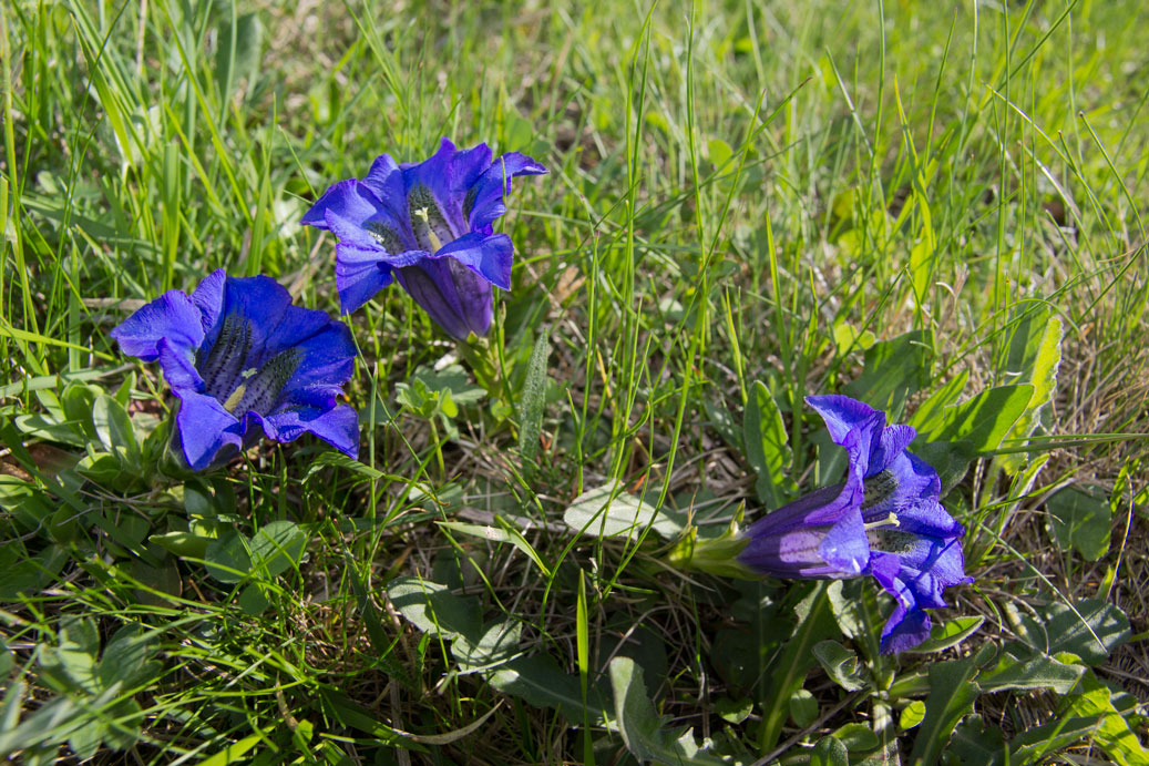 Gentians