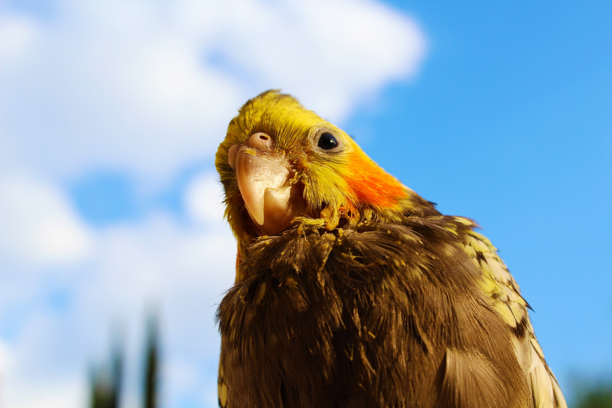 Ciaooooo (Cockatiels)