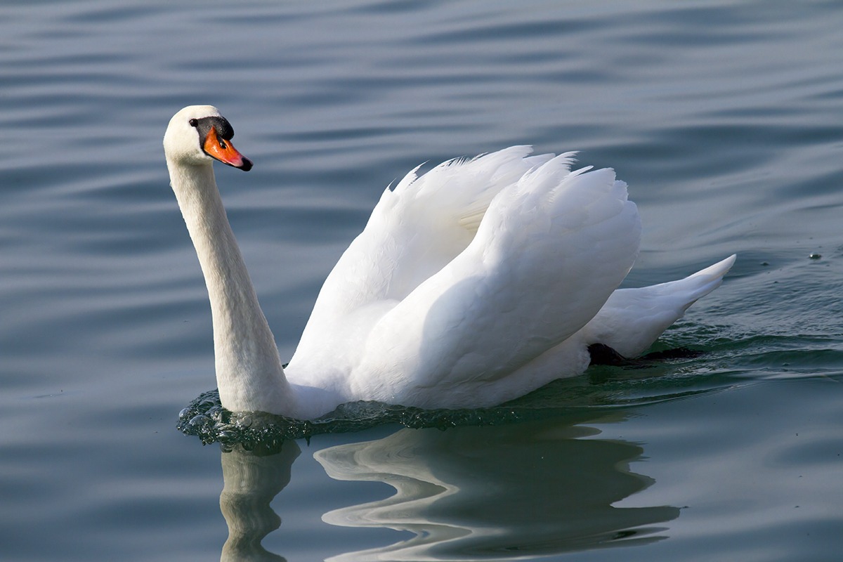Cigno sul lago di Garda