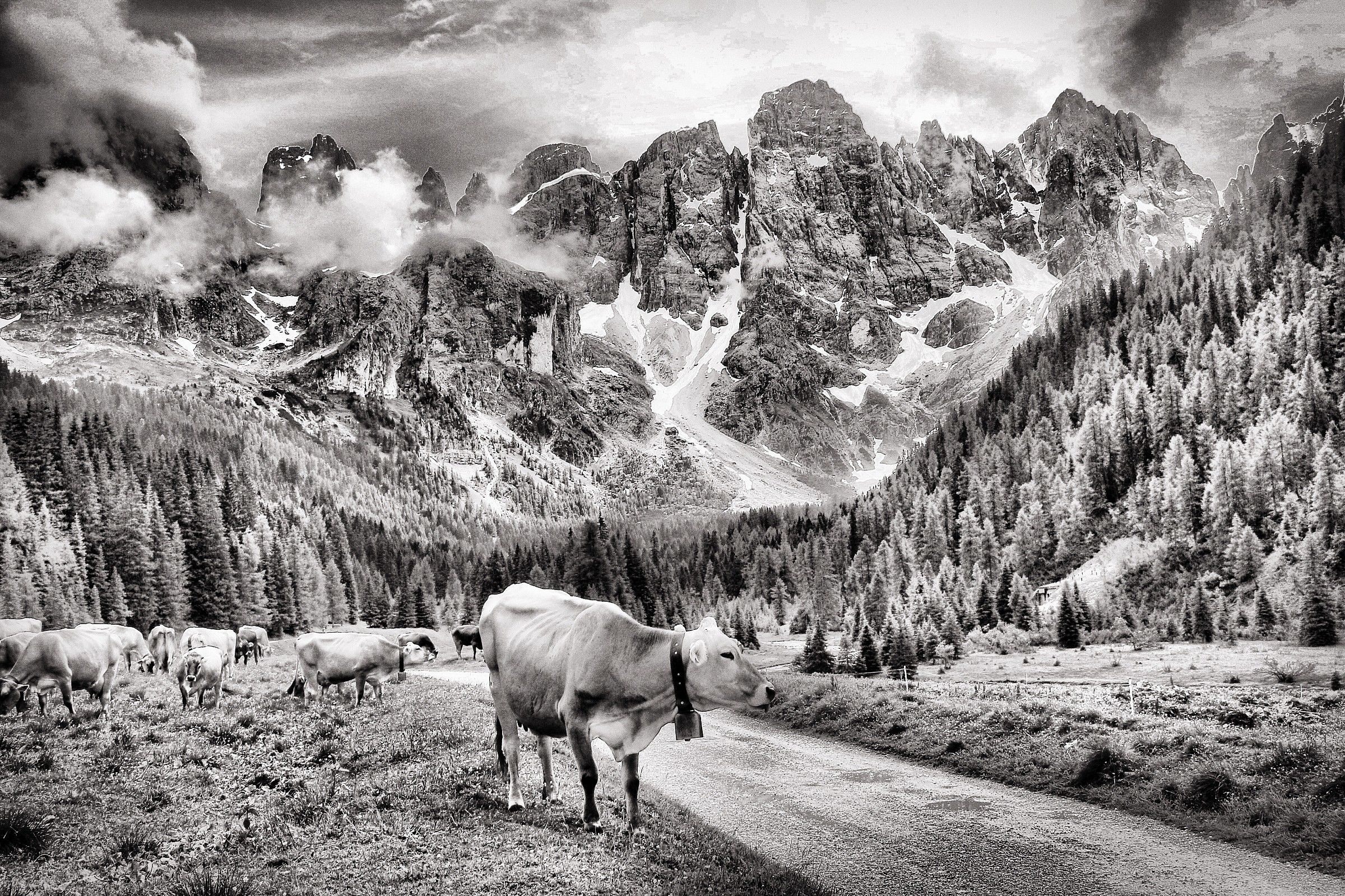 Pale di San Martino in B & W