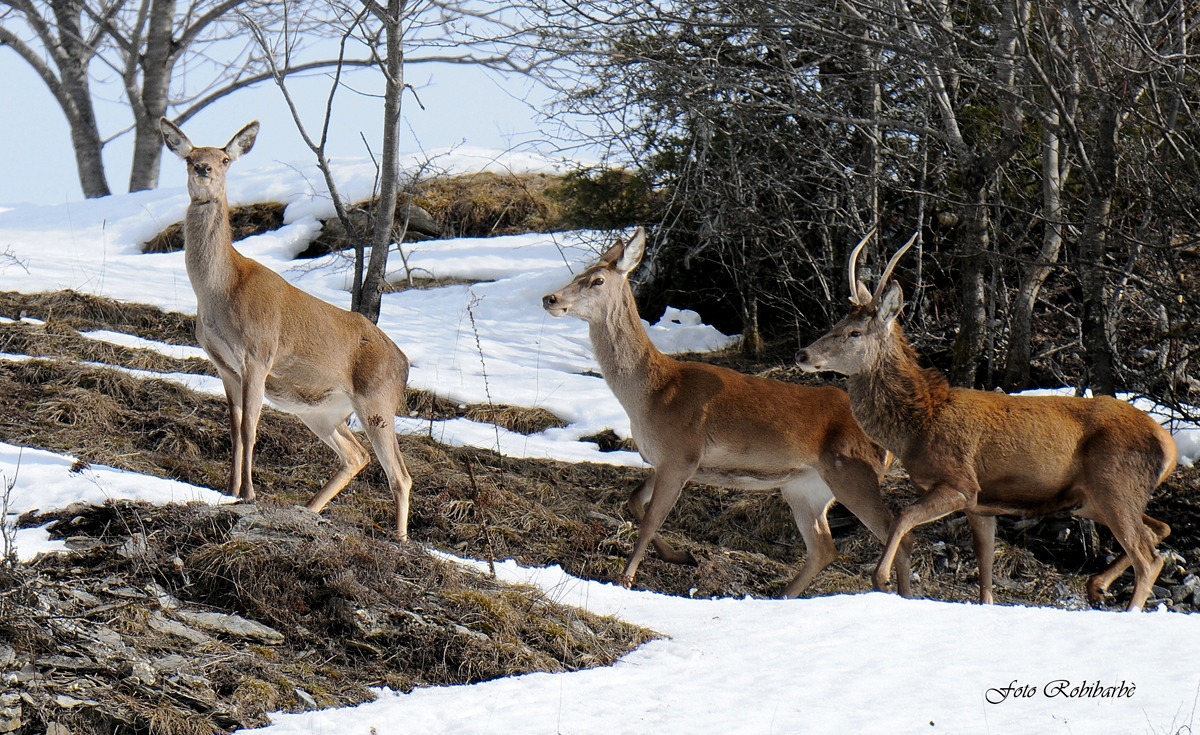 Due femmine per un Daghè...