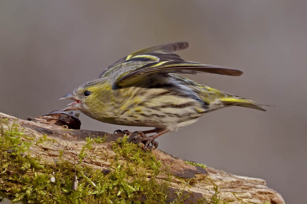 Lucherino incattivito