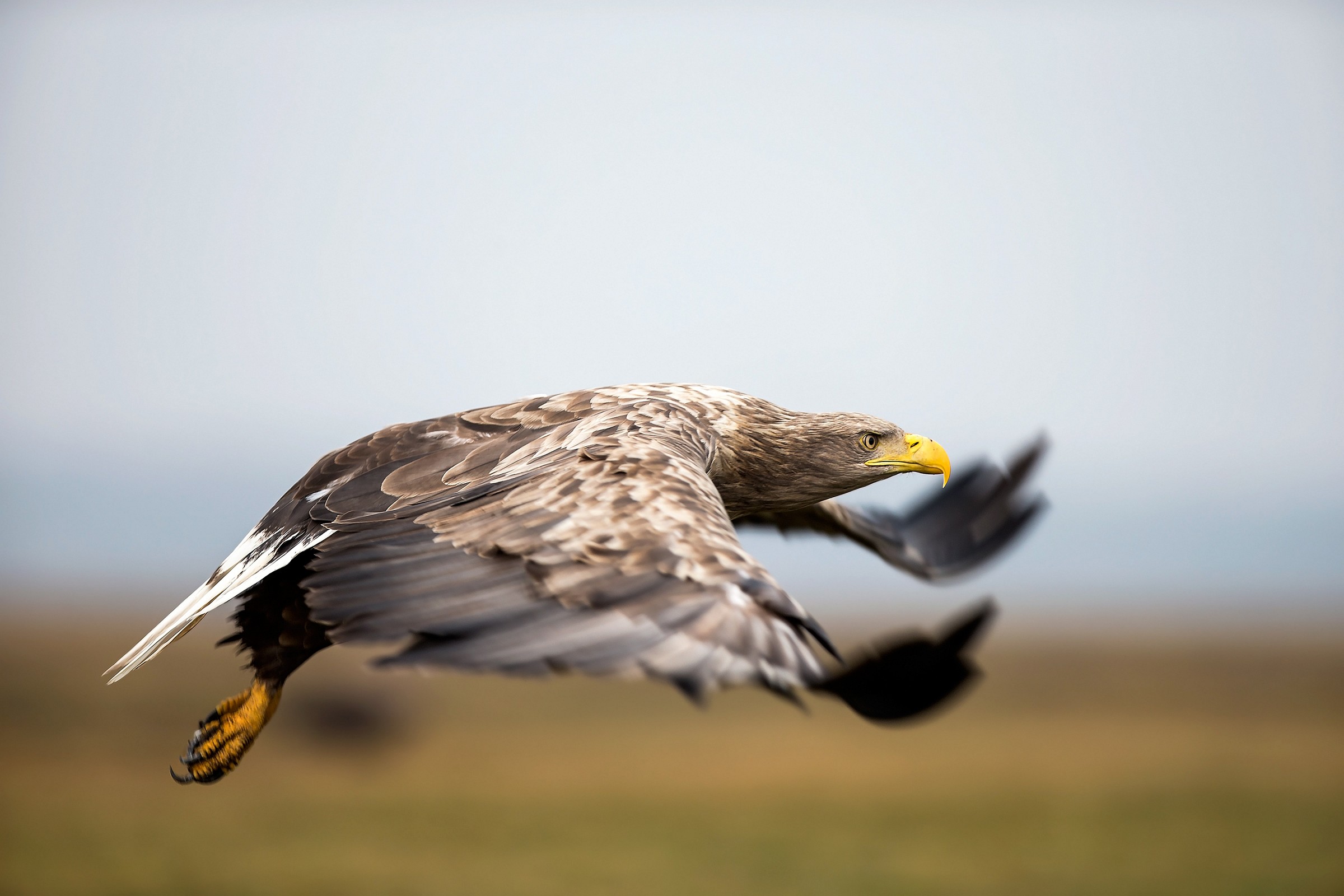 White tailed eagle