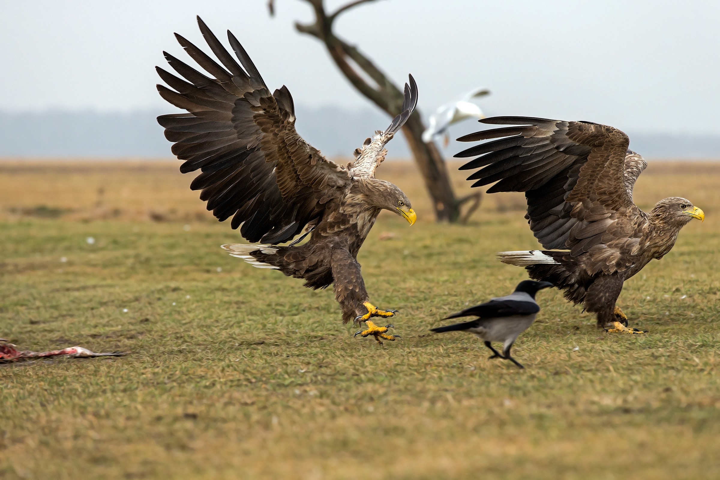 White tailed eagles fighting