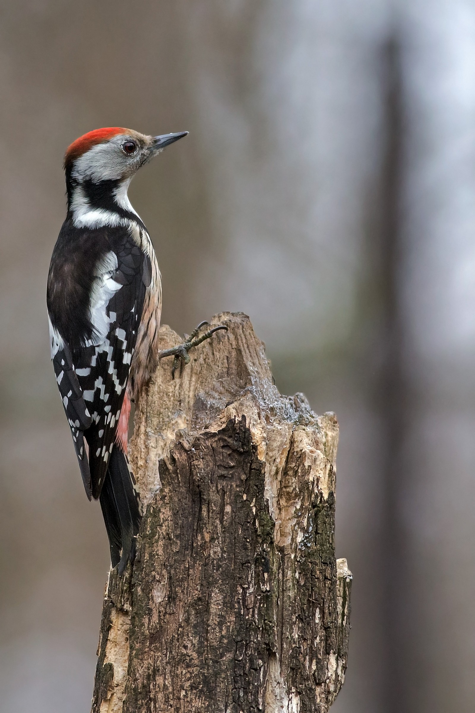 Middle spotted woodpecker