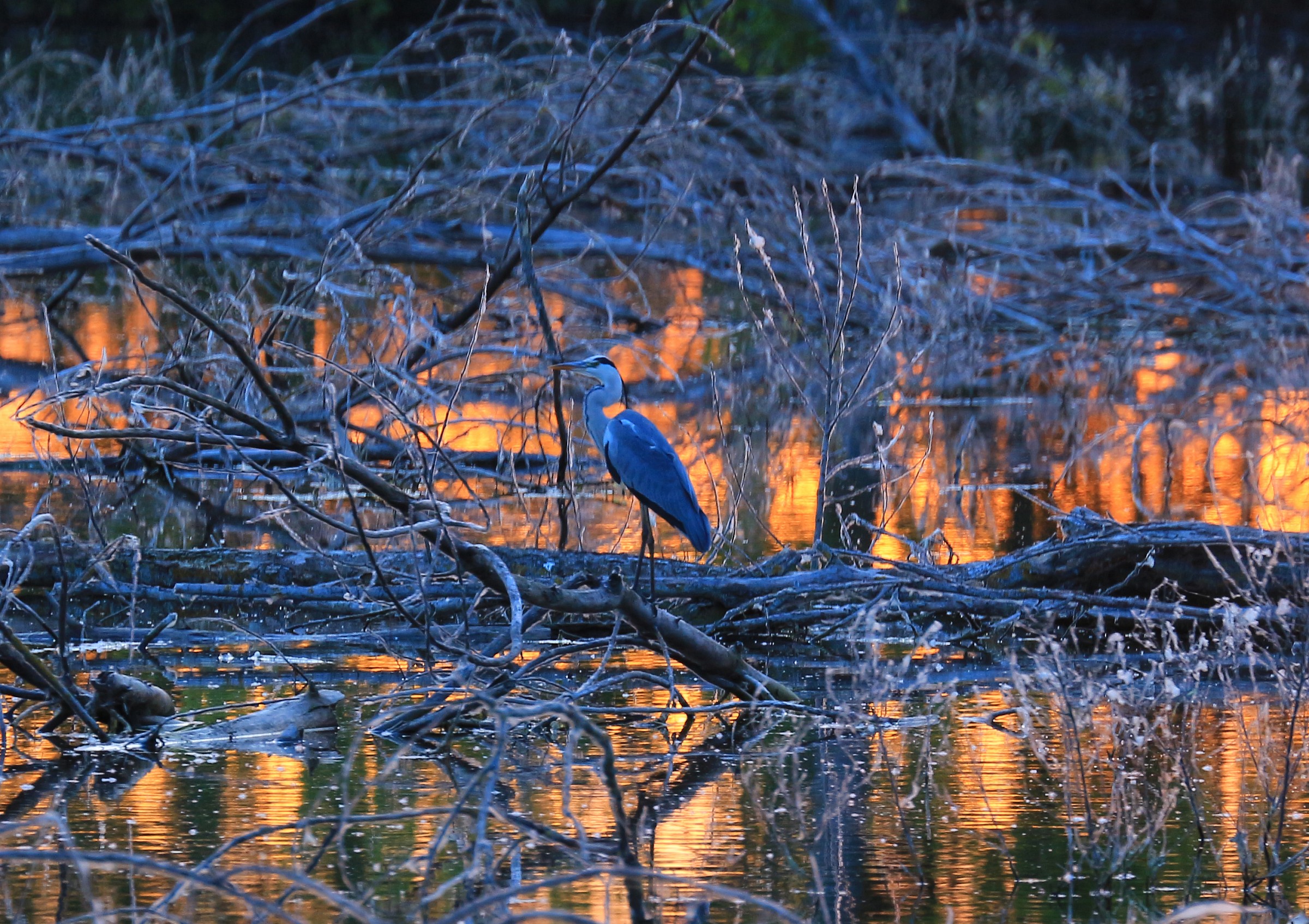 sunset with heron