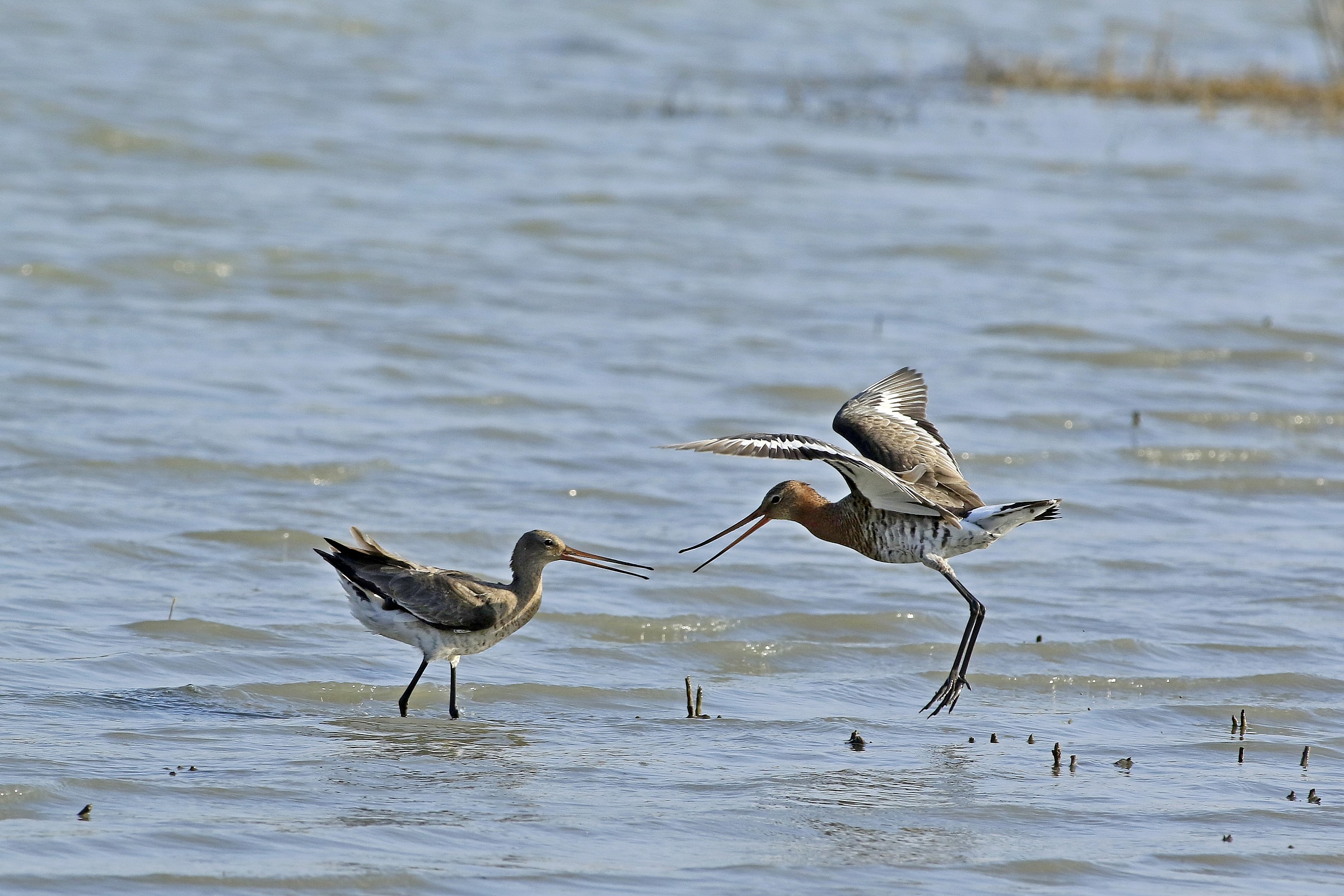 godwits ....... in combattimenot