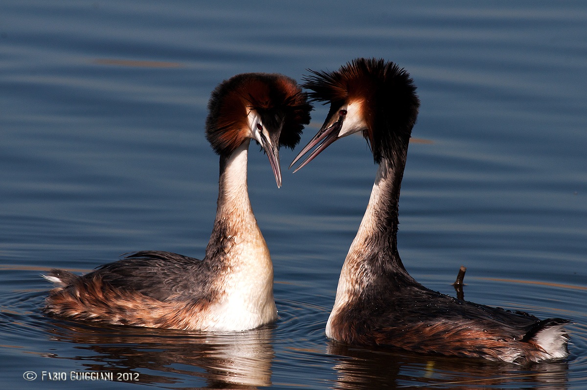 The courtship of the Grebes