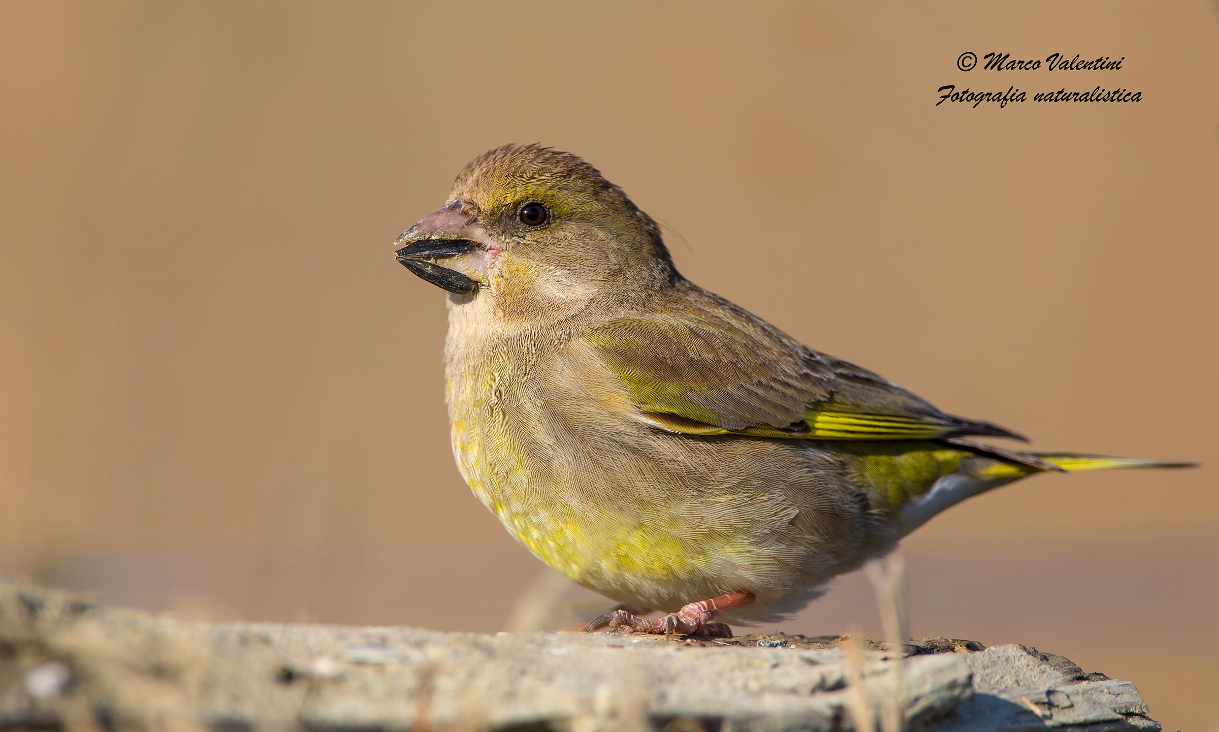 The seed of the sunflower
