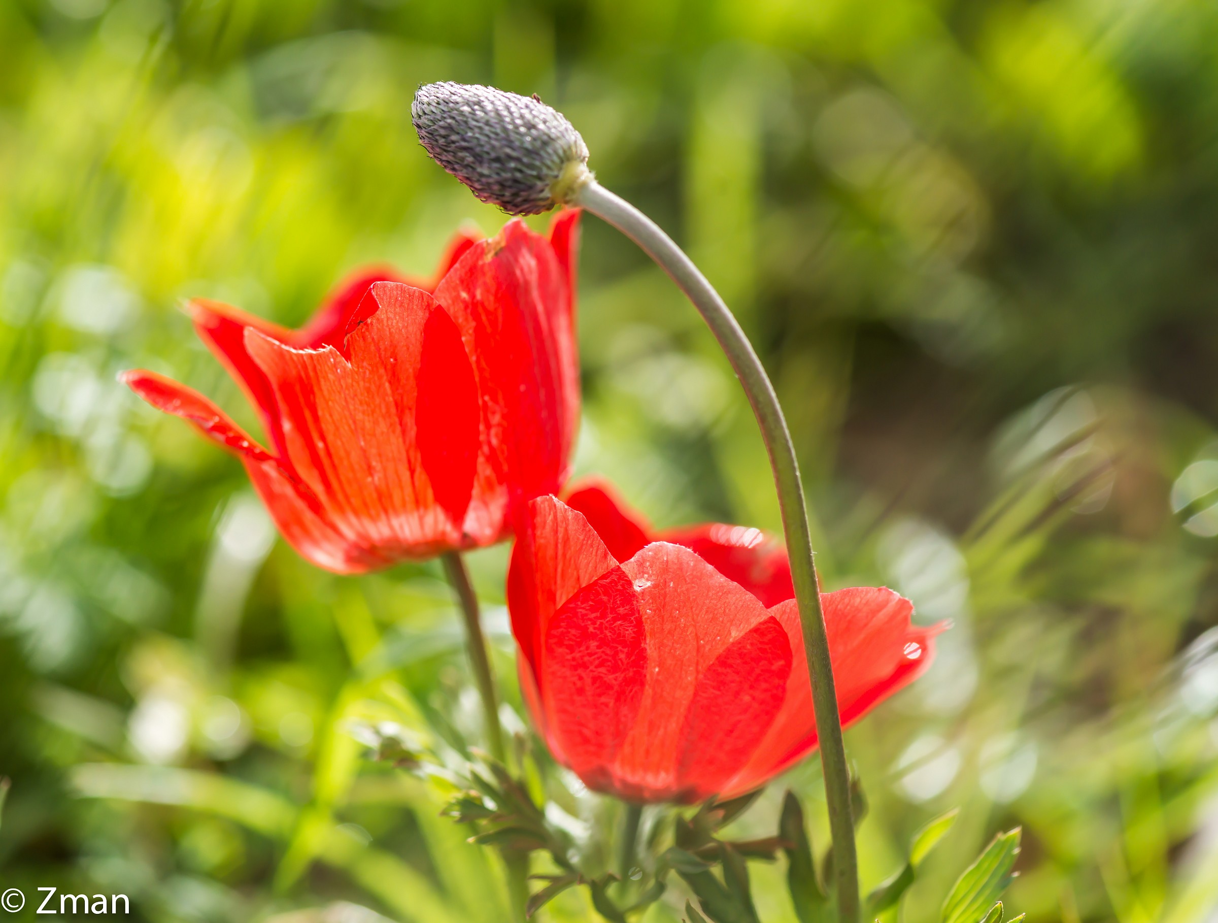 Shaqaeik Al Noumaan Wild Flower