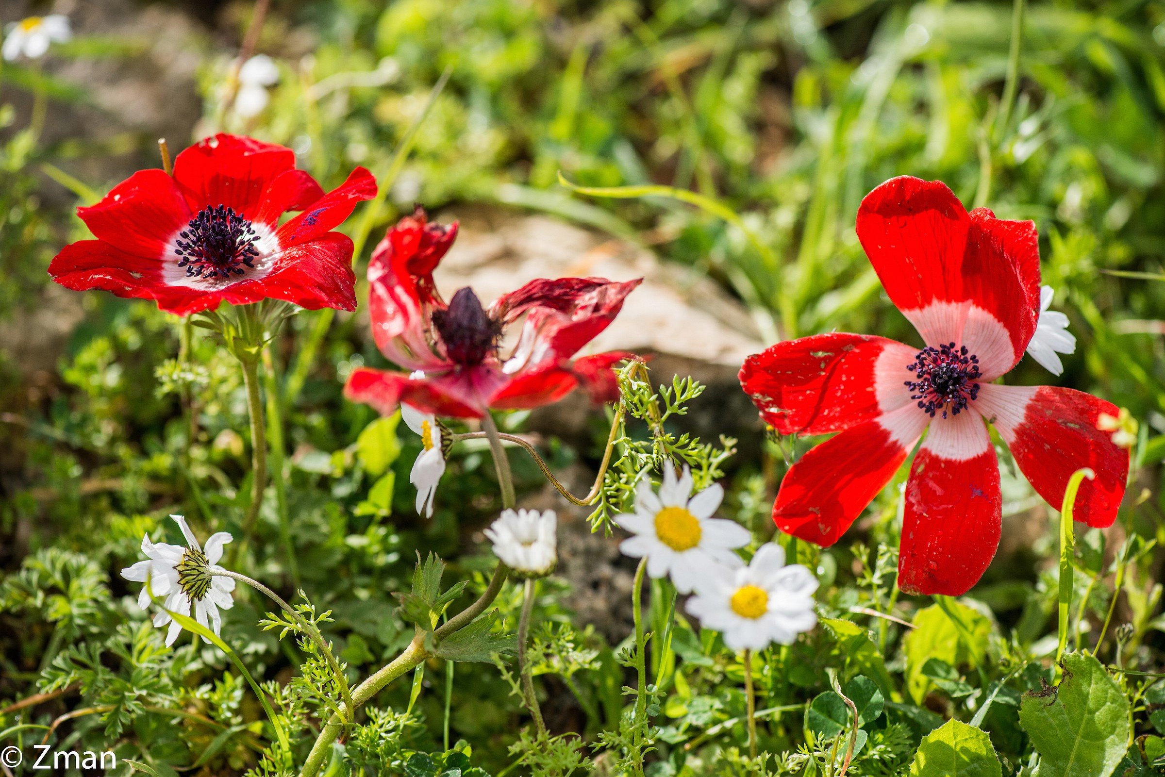 Shaqaeik Al Noumaan Wild Flower
