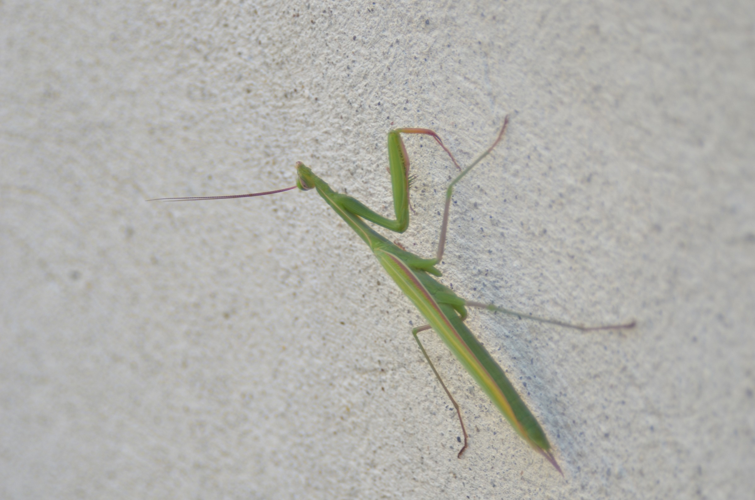 praying mantis