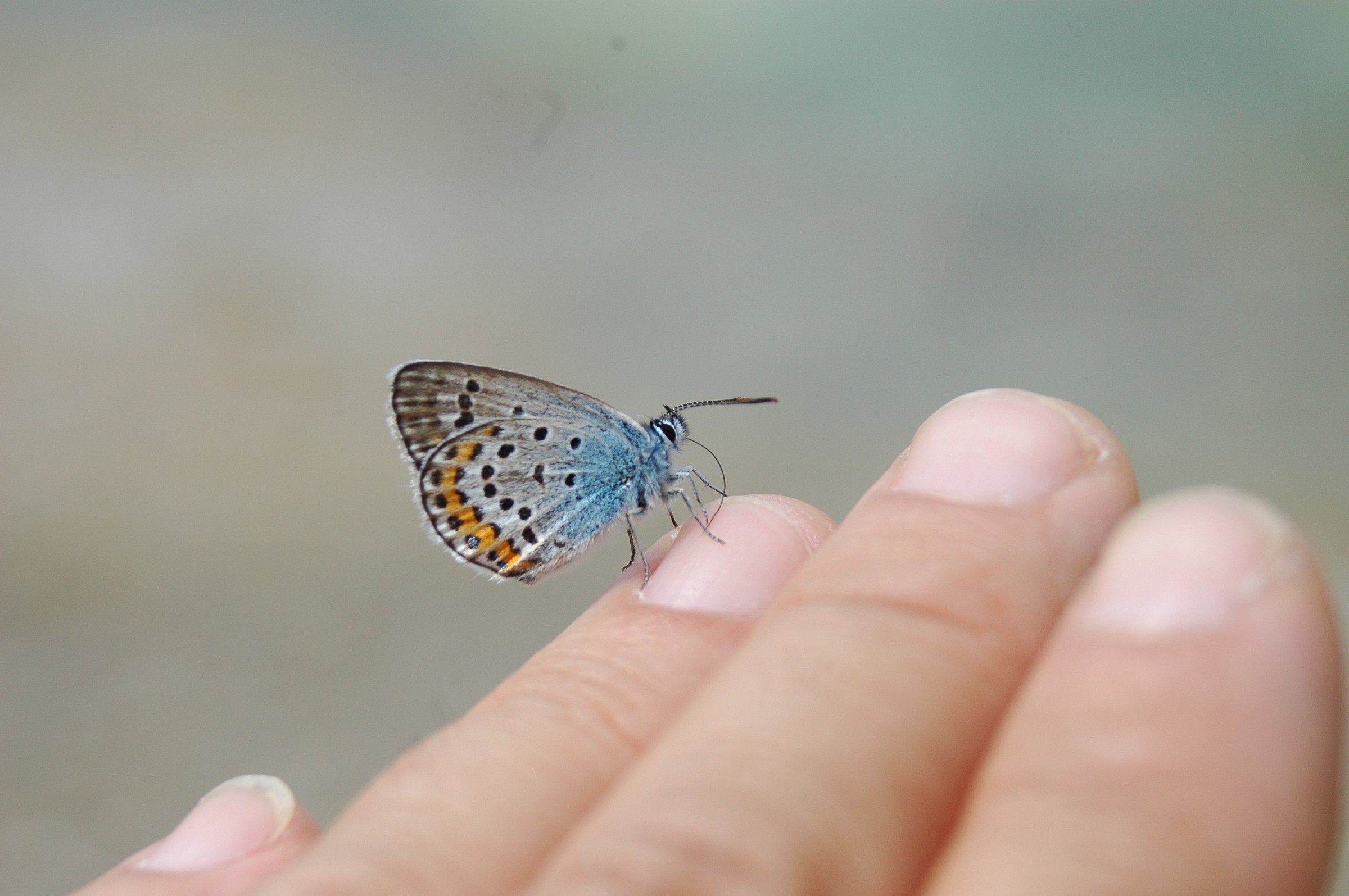 polyommatus icarus