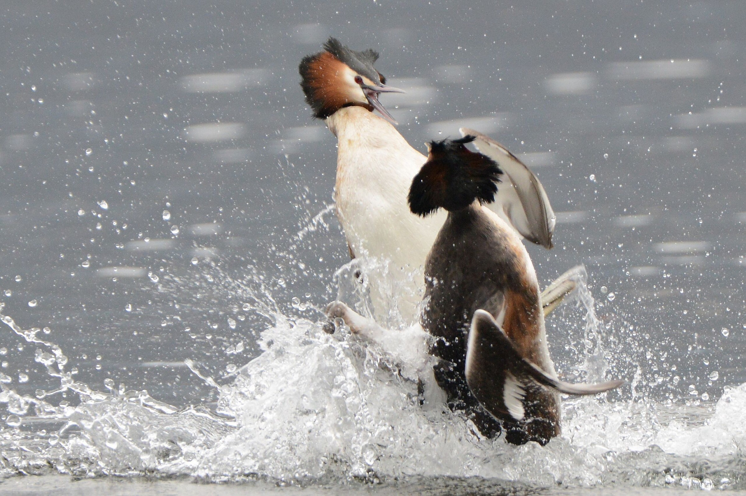 struggle between loons