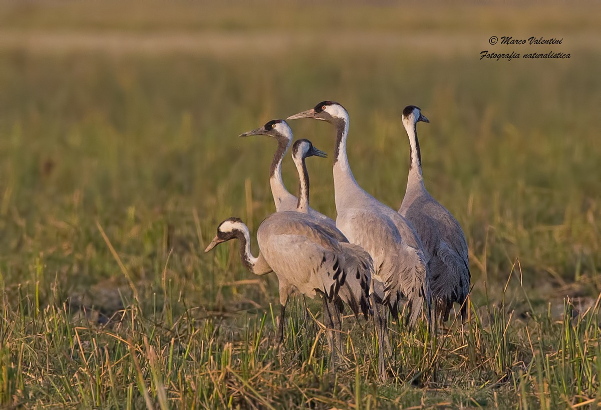 Cranes at sunset