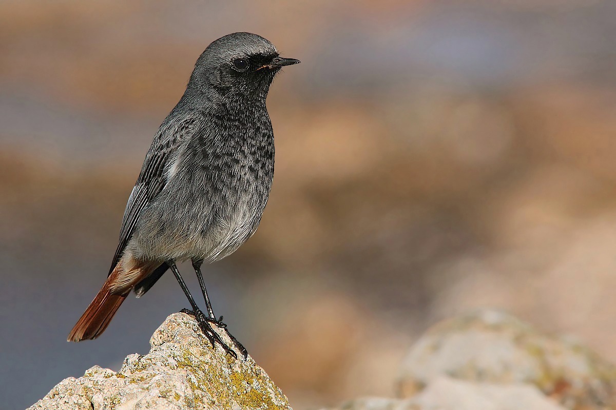 My first black redstart (male)