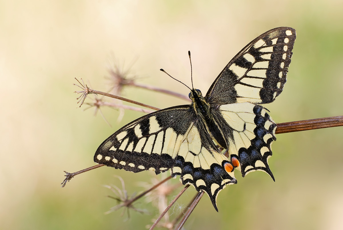 Loveliness of a dream