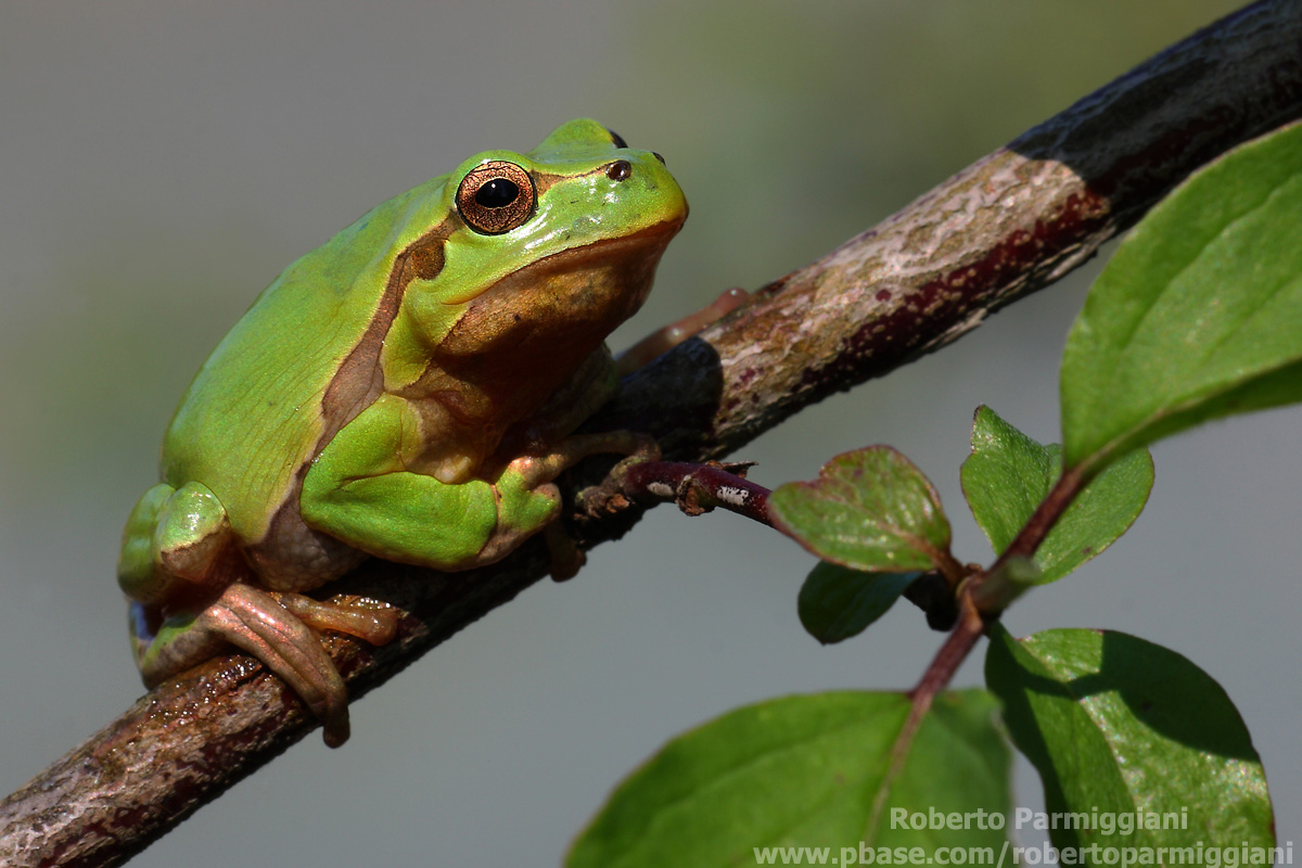 Waiting for their awakening