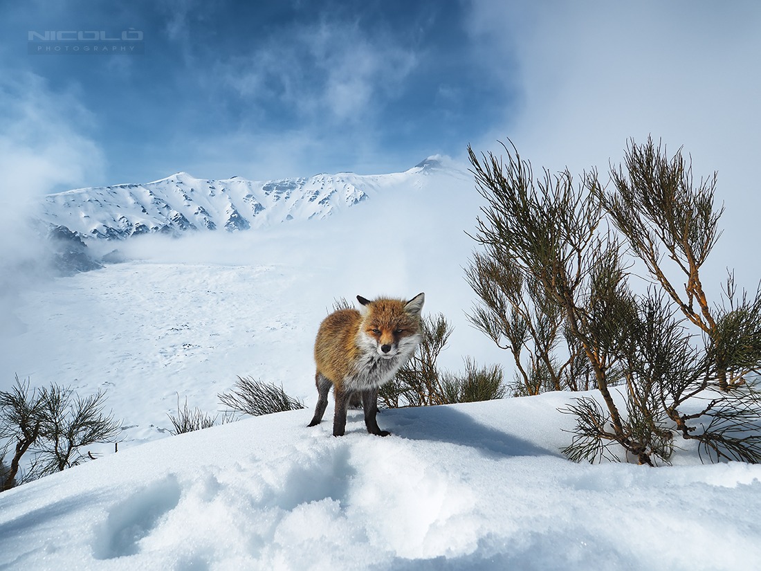 La mia amabile amica