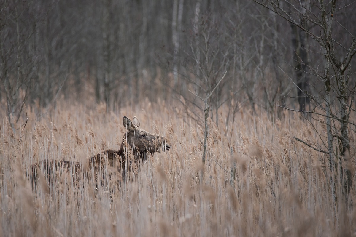 Moose (Alces alces)