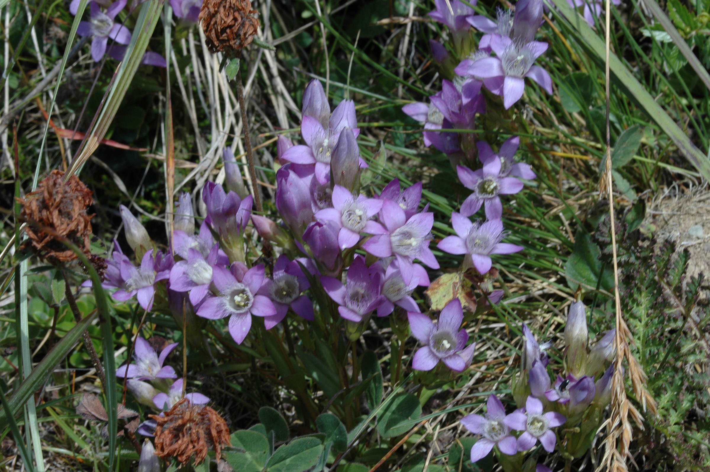 genziana germanica
