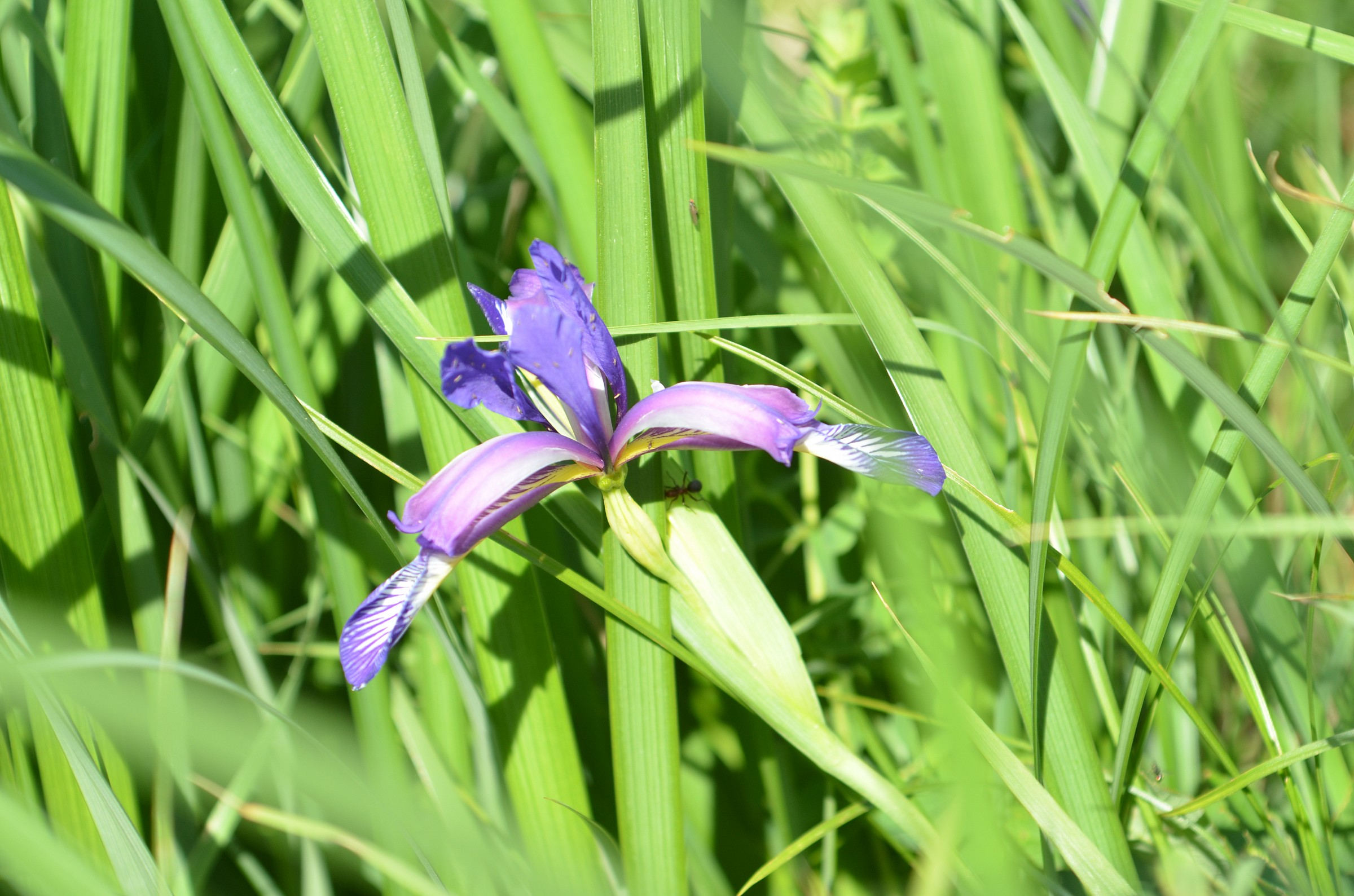 iris pontica