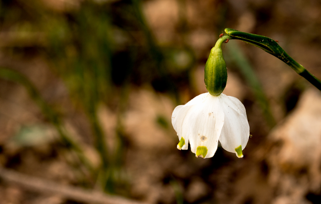 Leucojum vernum