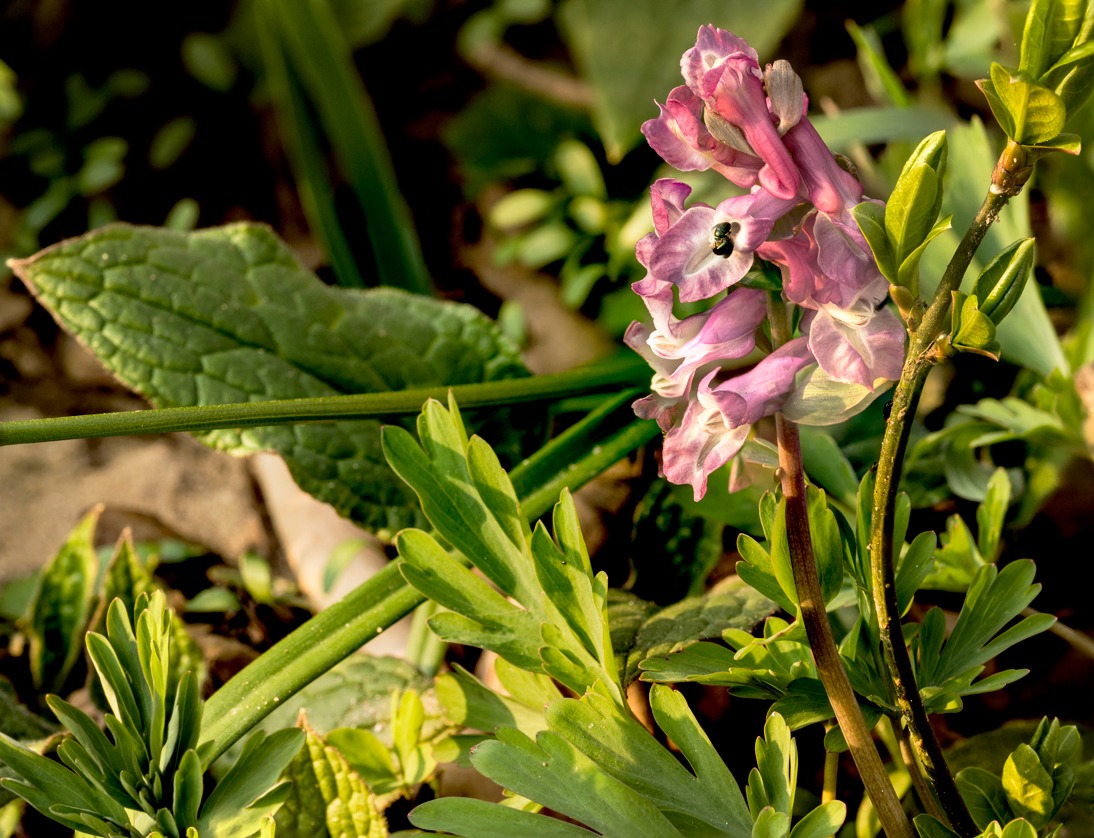 Corydalis cava