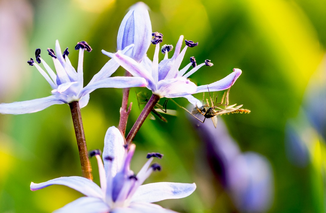 Scilla bifoglia con ospite