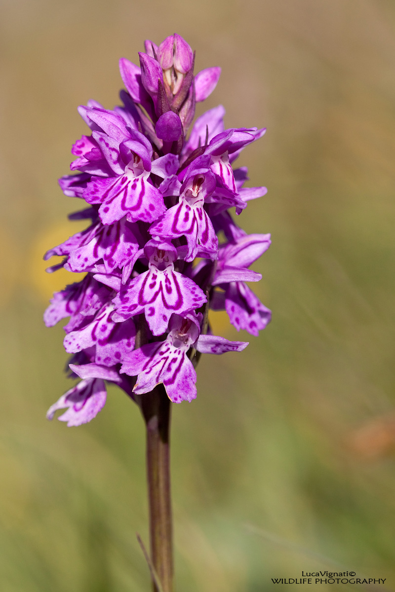 Wild Orchid