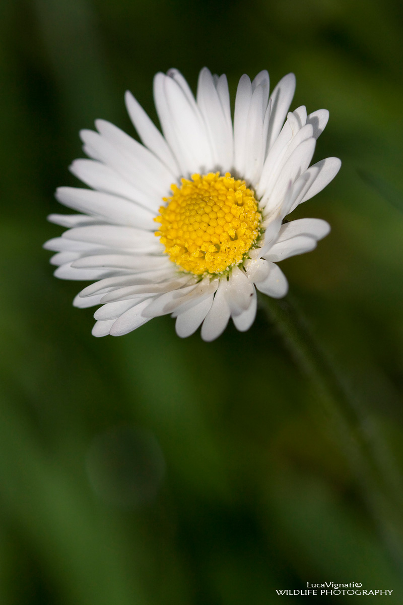 Daisy