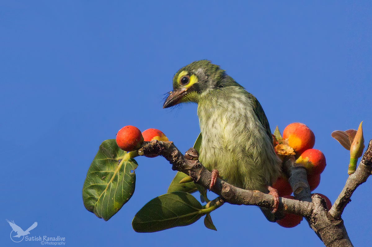 To be or not to be......